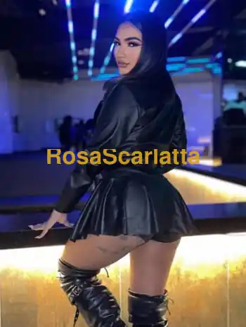 Sofia brasiliana